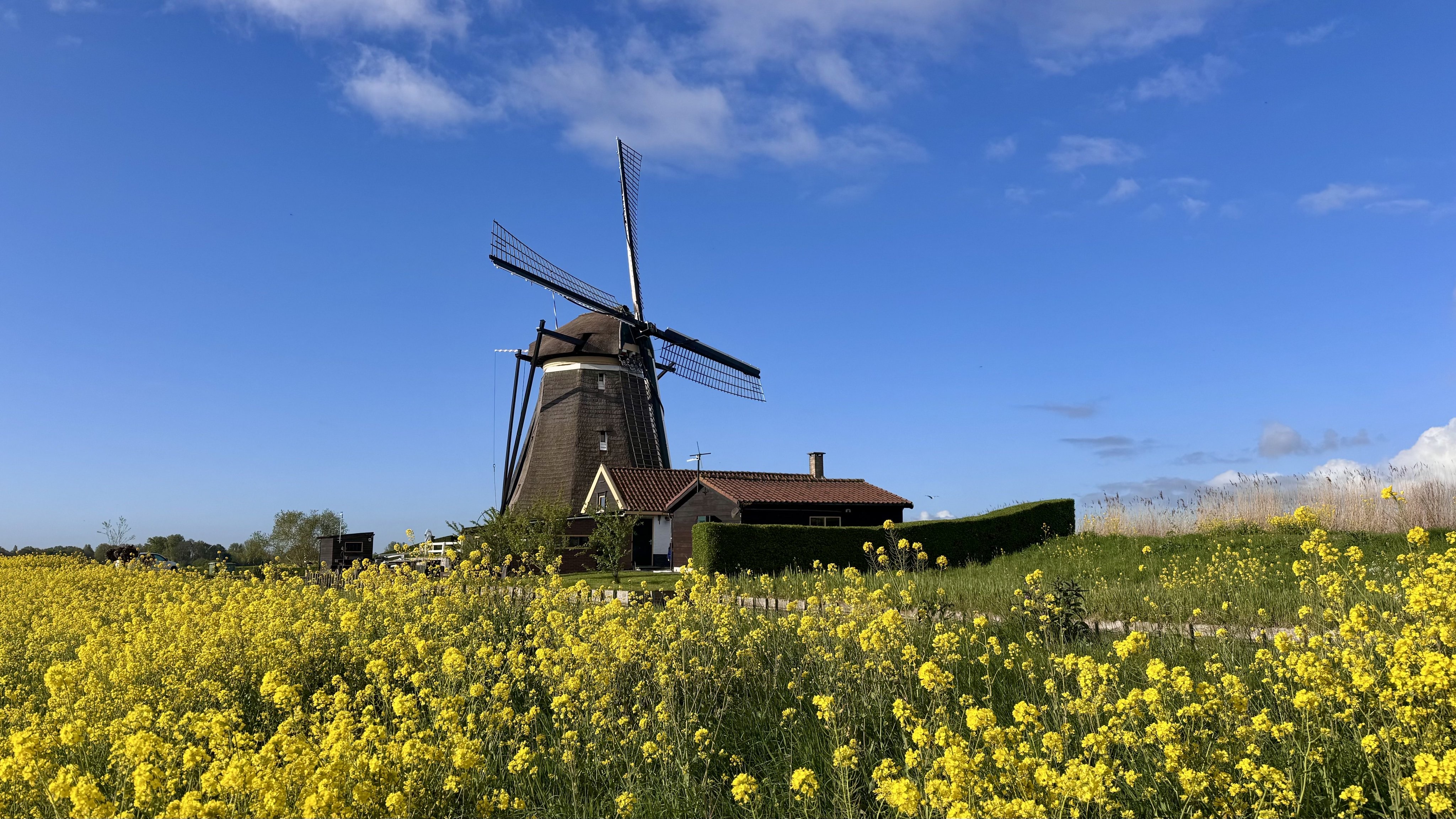 Dagelijkse afbeelding